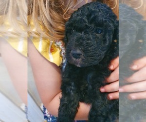 Goldendoodle-Poodle (Miniature) Mix Puppy for sale in ANGOLA, IN, USA