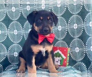 German Shepherd Dog-Unknown Mix Puppy for sale in LAKELAND, FL, USA