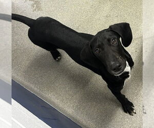 Labrador Retriever-Unknown Mix Dogs for adoption in Sterling, MA, USA