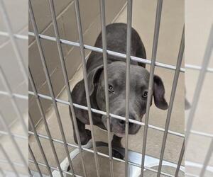 Mutt Dogs for adoption in Decatur, IL, USA