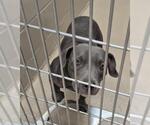 Small Mutt