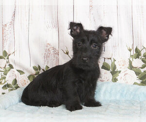 Scottish Terrier Puppy for sale in PENNS CREEK, PA, USA