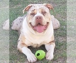 Small Photo #7 American Bully Puppy For Sale in CLEVELAND, GA, USA