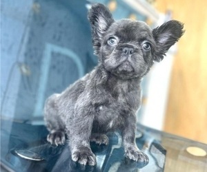 French Bulldog Puppy for sale in SAN JOSE, CA, USA