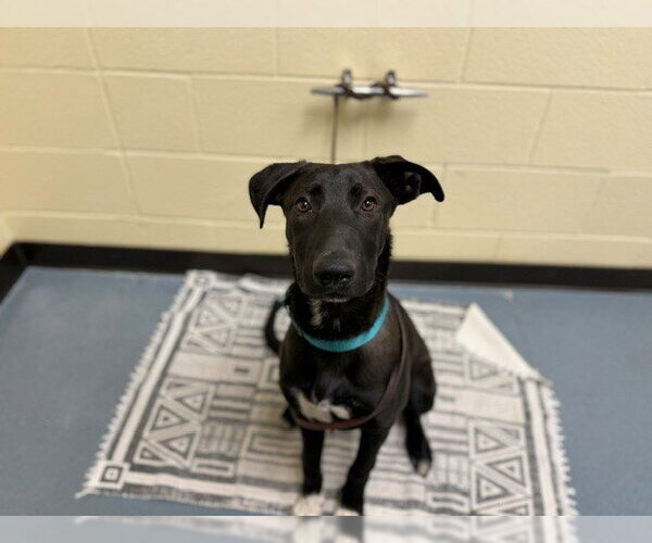 Medium Photo #1 Labrador Retriever-Unknown Mix Puppy For Sale in Denver, CO, USA