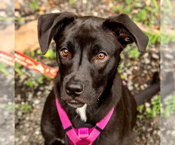Medium Photo #6 Labrador Retriever-Unknown Mix Puppy For Sale in Canton, CT, USA