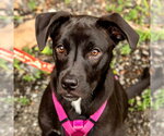Small #5 Labrador Retriever Mix