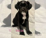 Small Pug Mix