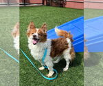 Small #19 Chi-Corgi
