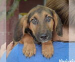 Small #4 Basset Hound