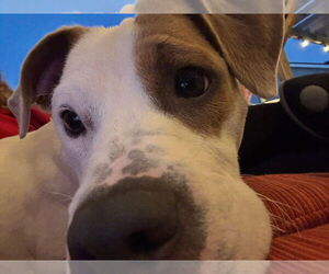 American Pit Bull Terrier-Unknown Mix Dogs for adoption in Germantown, OH, USA