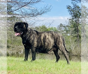 Bullmastiff Puppy for sale in BELLVILLE, TX, USA