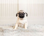 Small Photo #2 Pug Puppy For Sale in WARSAW, IN, USA