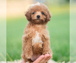 Small #5 Poodle (Toy)