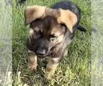 Small #13 German Shepherd Dog