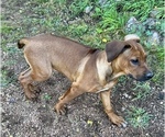 Small Photo #2 Rhodesian Ridgeback Puppy For Sale in DIVIDE, CO, USA