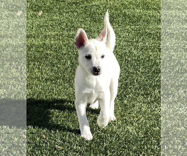 Medium Photo #7 Huskies -Unknown Mix Puppy For Sale in La Verne, CA, USA