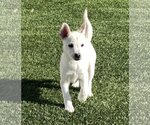 Small #6 Huskies  Mix
