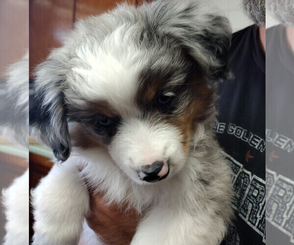 Medium Photo #7 Miniature Australian Shepherd Puppy For Sale in LA MIRADA, CA, USA