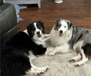 Father of the Aussiedoodle puppies born on 05/04/2025