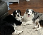 Small Photo #1 Aussiedoodle Puppy For Sale in LONGWOOD, FL, USA