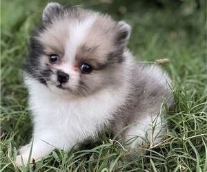 Pomeranian Puppy for sale in NEW YORK, NY, USA