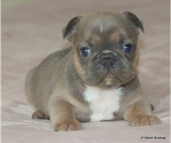 Medium Photo #9 French Bulldog Puppy For Sale in WINNSBORO, TX, USA