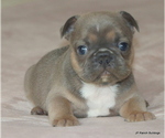 Small #8 French Bulldog