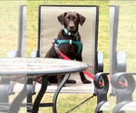 Small #2 Labrador Retriever