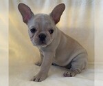 Small Photo #4 French Bulldog Puppy For Sale in HUTCHINSON, KS, USA