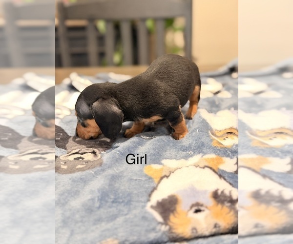 Medium Photo #6 Dachshund Puppy For Sale in CHIPPEWA FALLS, WI, USA