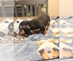 Litter of 5 - Male(s) and Female(s) DachshundLitter of Puppies for Sale - Photo #6
