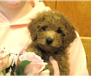 Goldendoodle (Miniature) Puppy for sale in HANCOCK, MN, USA