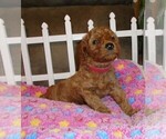 Small Photo #6 Poodle (Standard) Puppy For Sale in CLATSKANIE, OR, USA