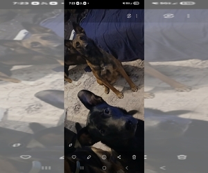 Father of the Belgian Malinois puppies born on 10/31/2025