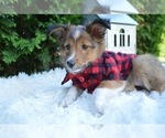 Small Photo #1 Shetland Sheepdog Puppy For Sale in HONEY BROOK, PA, USA