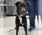 Small Labrador Retriever Mix