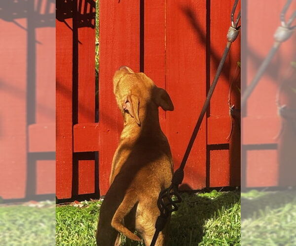 Medium Photo #2 American Bulldog-Unknown Mix Puppy For Sale in Miami, FL, USA