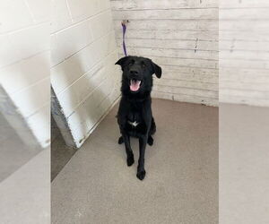 German Shepherd Dog-Unknown Mix Dogs for adoption in San Bernardino, CA, USA