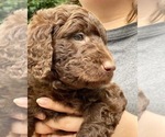 Small #4 Goldendoodle-Schnoodle (Standard) Mix