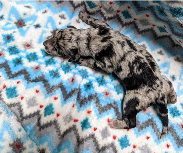 Medium Photo #5 Aussiedoodle Puppy For Sale in SPARTA, MO, USA