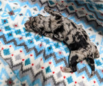 Small Photo #5 Aussiedoodle Puppy For Sale in SPARTA, MO, USA