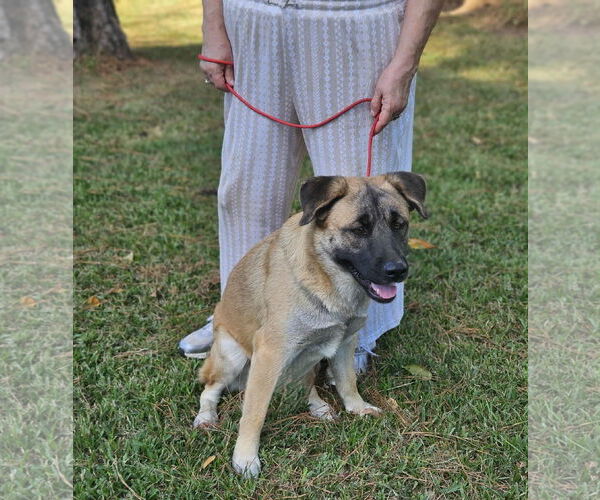 Medium Photo #19 Black Mouth Cur-Unknown Mix Puppy For Sale in Wakefield, RI, USA