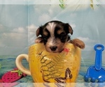 Small #11 Morkie