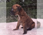 Small #7 Boxer