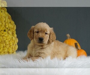Golden Retriever Puppy for sale in FREDERICKSBURG, OH, USA