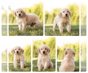 Golden Retriever Puppy for sale in MENTONE, IN, USA