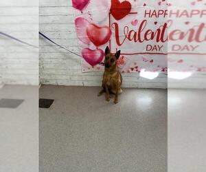 German Shepherd Dog-Unknown Mix Dogs for adoption in San Bernardino, CA, USA