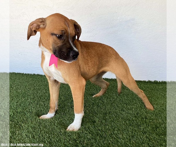 Medium Photo #4 Boxador Puppy For Sale in San Diego, CA, USA