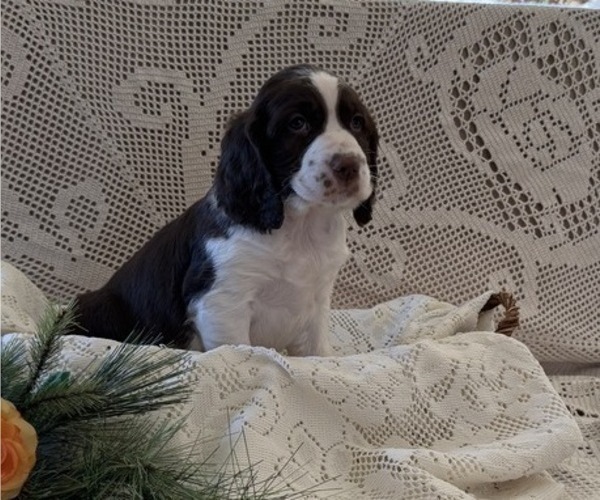 Medium Photo #4 English Springer Spaniel Puppy For Sale in OWEN, WI, USA